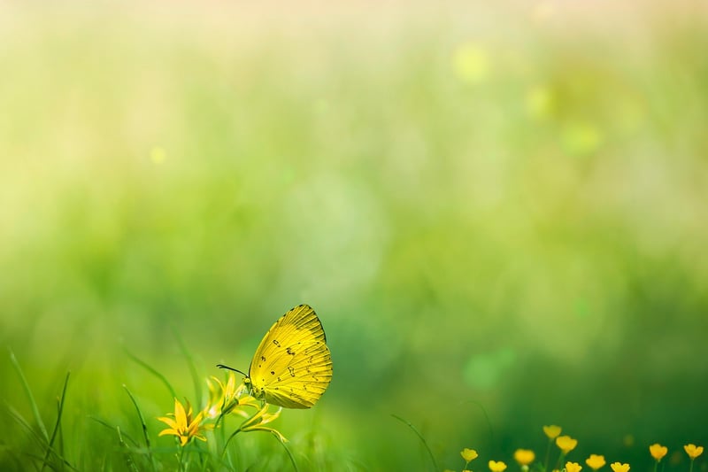 Fantasy herbs