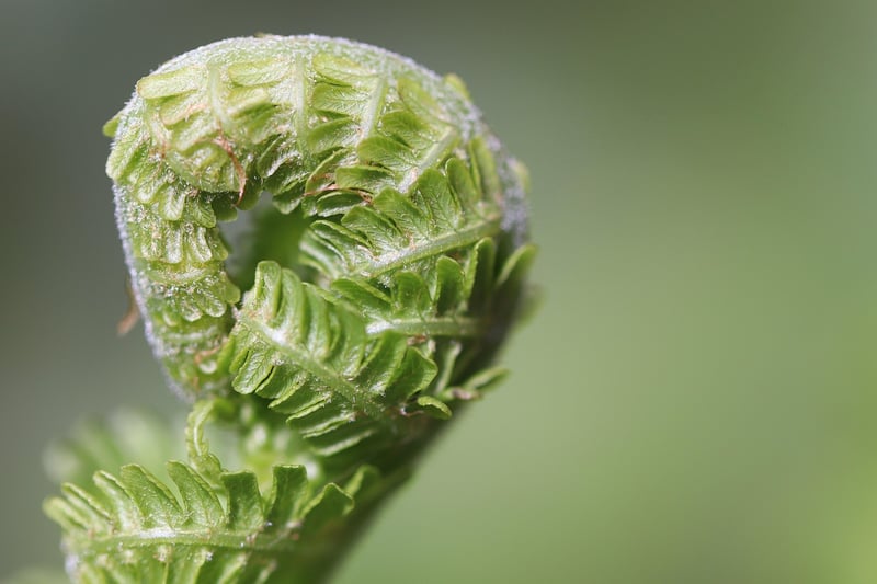 Dragon's Breath Fern